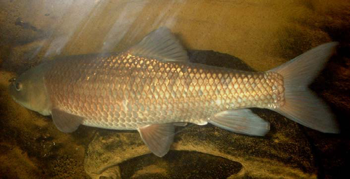 Tunisian Barbel