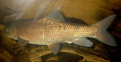 Tunisian Barbel photo 1