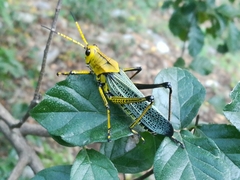 Taeniopoda tamaulipensis