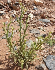 Pterocaulon sphacelatum