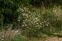 Erigeron annuus