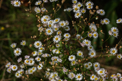 Erigeron annuus