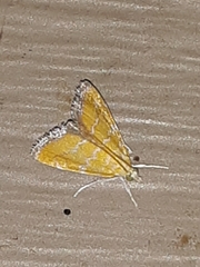 Xanthophysa psychicalis