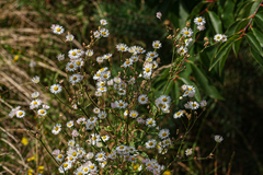 Erigeron annuus