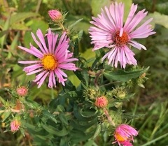 Symphyotrichum novae-angliae