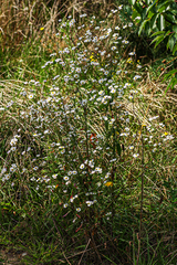 Erigeron annuus