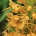 Orange-fringed Orchid - Photo (c) Laura Clark, some rights reserved (CC BY), uploaded by Laura Clark