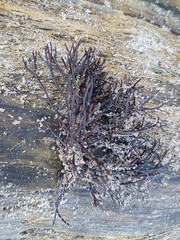 Furcellaria lumbricalis