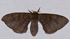 Epia lunilinea