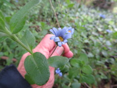 Felicia aethiopica