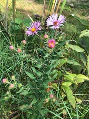 Symphyotrichum novae-angliae