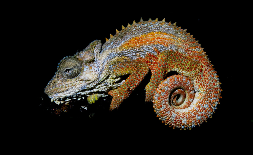 Transvaal Dwarf Chameleon