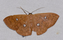 Semaeopus illimitata