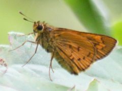 Telicota bambusae