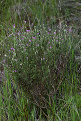 Vittadinia cuneata