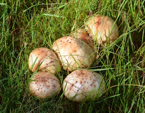 Purple-spored Puffball