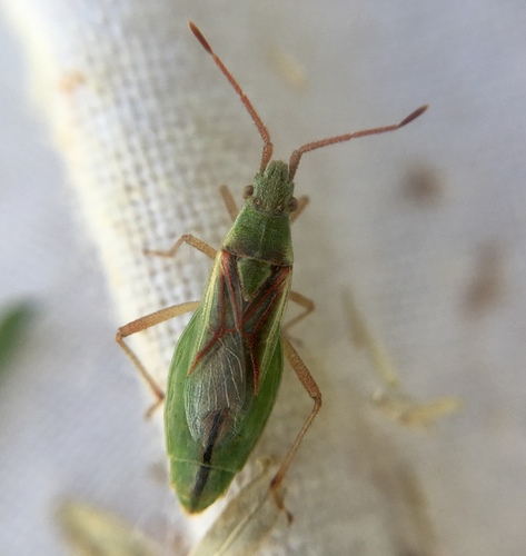 short-winged rhopalid, photo 3 of 7