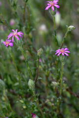 Vittadinia cuneata