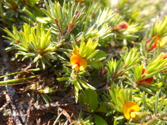 Pultenaea tenuifolia