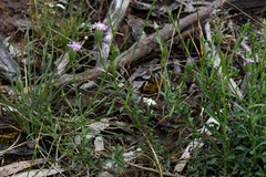 Vittadinia cuneata