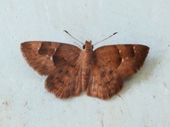 Sarangesa phidyle