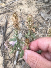 Pterocaulon