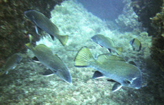 Sciaena umbra
