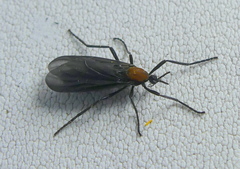 Plecia ruficollis