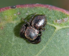 Simaethina