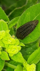 Acmaeodera cuprina