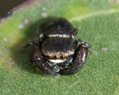 Simaethina