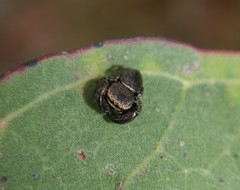 Simaethina
