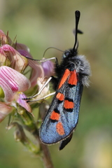 Zygaena rhadamanthus