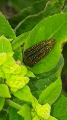 Acmaeodera cuprina