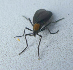 Plecia ruficollis