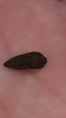 Acmaeodera cuprina