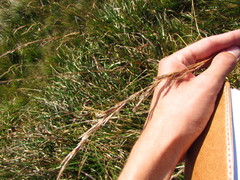 Helictochloa planiculmis