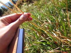 Helictochloa planiculmis