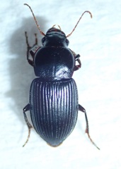 Carabidae