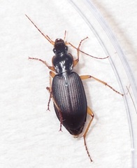 Carabidae