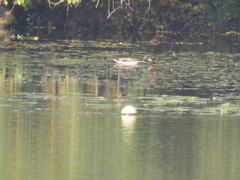 Anas platyrhynchos