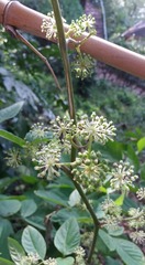 Aralia continentalis