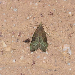 Heteromicta tripartitella