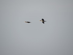 Phalacrocorax carbo