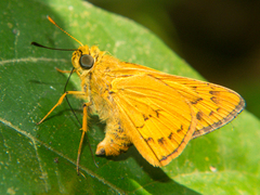 Telicota bambusae
