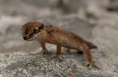 Pachydactylus maculatus