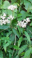 Eupatorium chinense