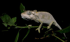 Bradypodion ventrale