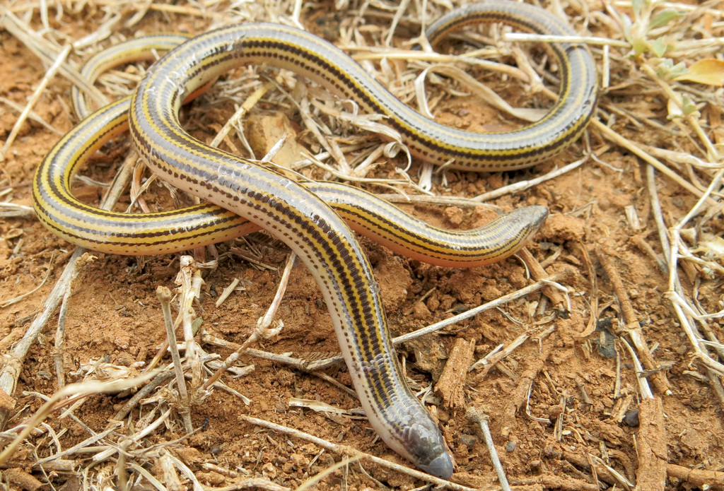 Eastern Cape Legless Skink