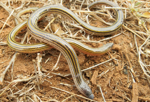 Eastern Cape Legless Skink